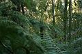 Tree fern gully, Pirianda Gardens IMG_7019
